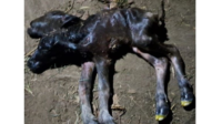 Shocking! This Calf Was Born with Two Heads. Photo: iNewsJambi.id