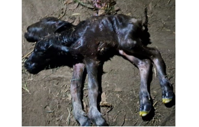 Shocking! This Calf Was Born with Two Heads. Photo: iNewsJambi.id