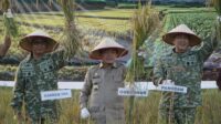 Gubernur Al Haris mendampingi PANGDAM IX TIB Panen Raya TNI di Kab Tanjabtim Gubernur Al Haris mendampingi PANGDAM IX TIB Panen Raya TNI di Kab Tanjabtim