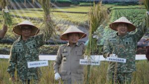 Gubernur Al Haris mendampingi PANGDAM IX TIB Panen Raya TNI di Kab Tanjabtim